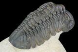 Nice, Reedops Trilobite - Atchana, Morocco #106838-5